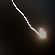 Wonderland cover image