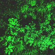 Deaf heat ep cover image