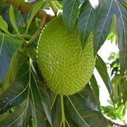 Grenada music volume ii cover image