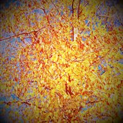 Shortwave now cover image