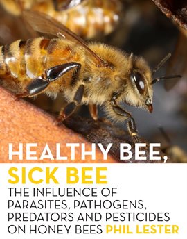 Cover image for Healthy Bee, Sick Bee