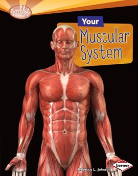 Cover image for Your Muscular System