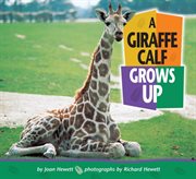 A giraffe calf grows up cover image