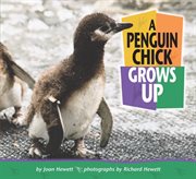 A penguin chick grows up cover image