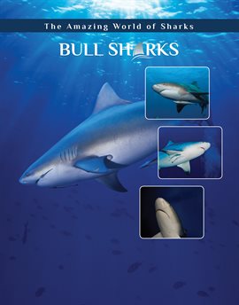Cover image for Bull Sharks