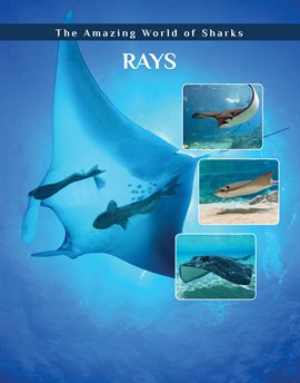 Umschlagbild für Rays
