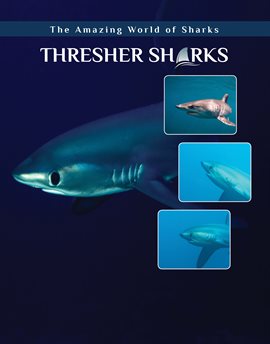Umschlagbild für Thresher Sharks