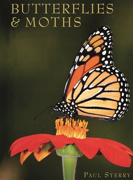 Cover image for Butterflies & Moths