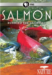 Nature. Salmon-- running the gauntlet cover image
