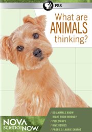 What are animals thinking? cover image