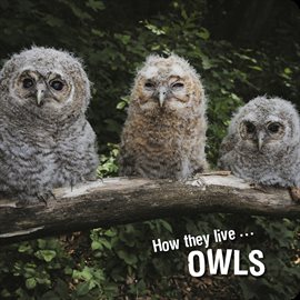 Cover image for How they live... Owls