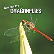 Dragonflies. Learn All There Is to Know About These Animals! cover image