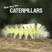 Caterpillars. Learn All There Is to Know About These Animals! cover image