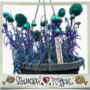 Melancholy Flowers cover image