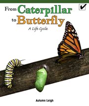 From caterpillar to butterfly: a life cycle cover image