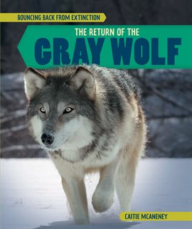 Cover image for The Return of the Gray Wolf