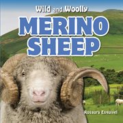 Merino sheep cover image