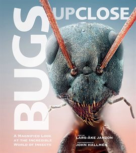 Cover image for Bugs Up Close