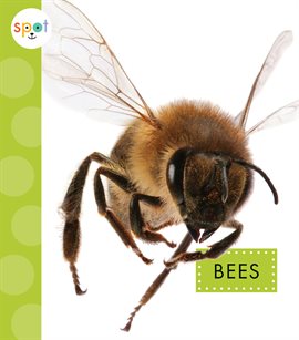 Cover image for Bees