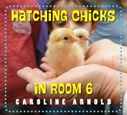 Hatching chicks in room 6 cover image