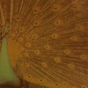 Alice iii cover image