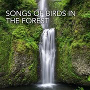 Songs of birds in the forest cover image