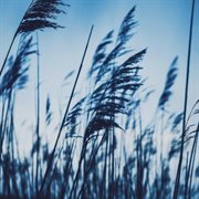 Mild Breeze cover image