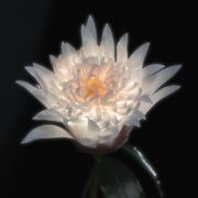 Time Is A Flower [Deluxe] cover image