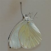 In Copula cover image