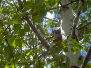 General theory of society. All Social Phenomena in One Theoretical Model cover image