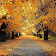 Moonlight Quiet Moonlight Quiet