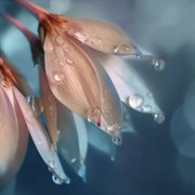 Lush Little Things cover image