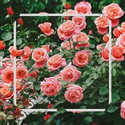 This Land cover image