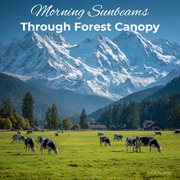 Morning Sunbeams Through Forest Canopy cover image