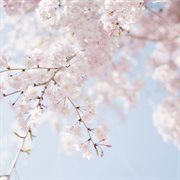 Spring with cherry blossoms cover image