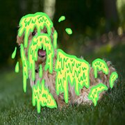 Slime puppies (feat. shameless dingo) cover image
