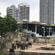 Urban elephants cover image