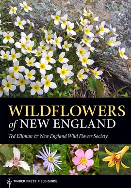 Cover image for Wildflowers of New England